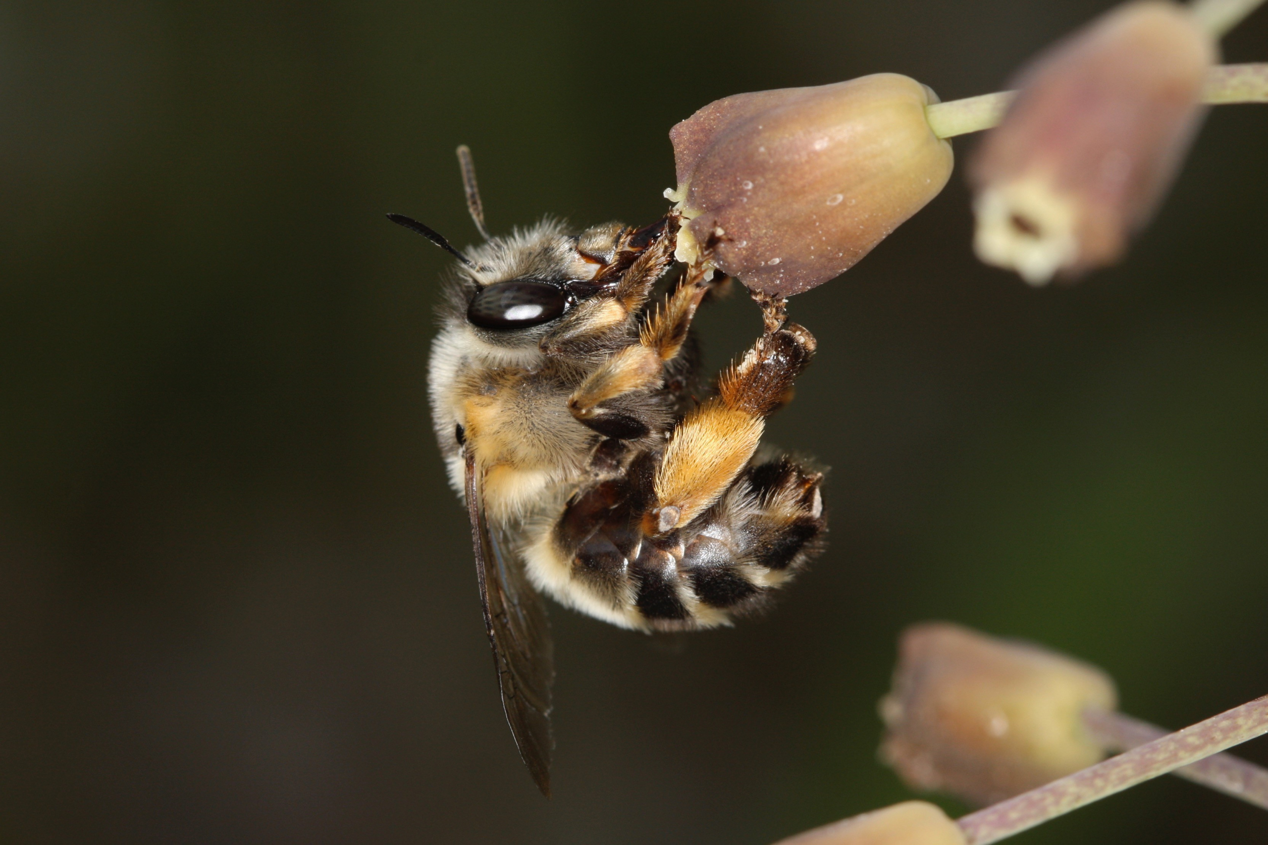 Anthophora observée dans les vignes du Château Le Coteau