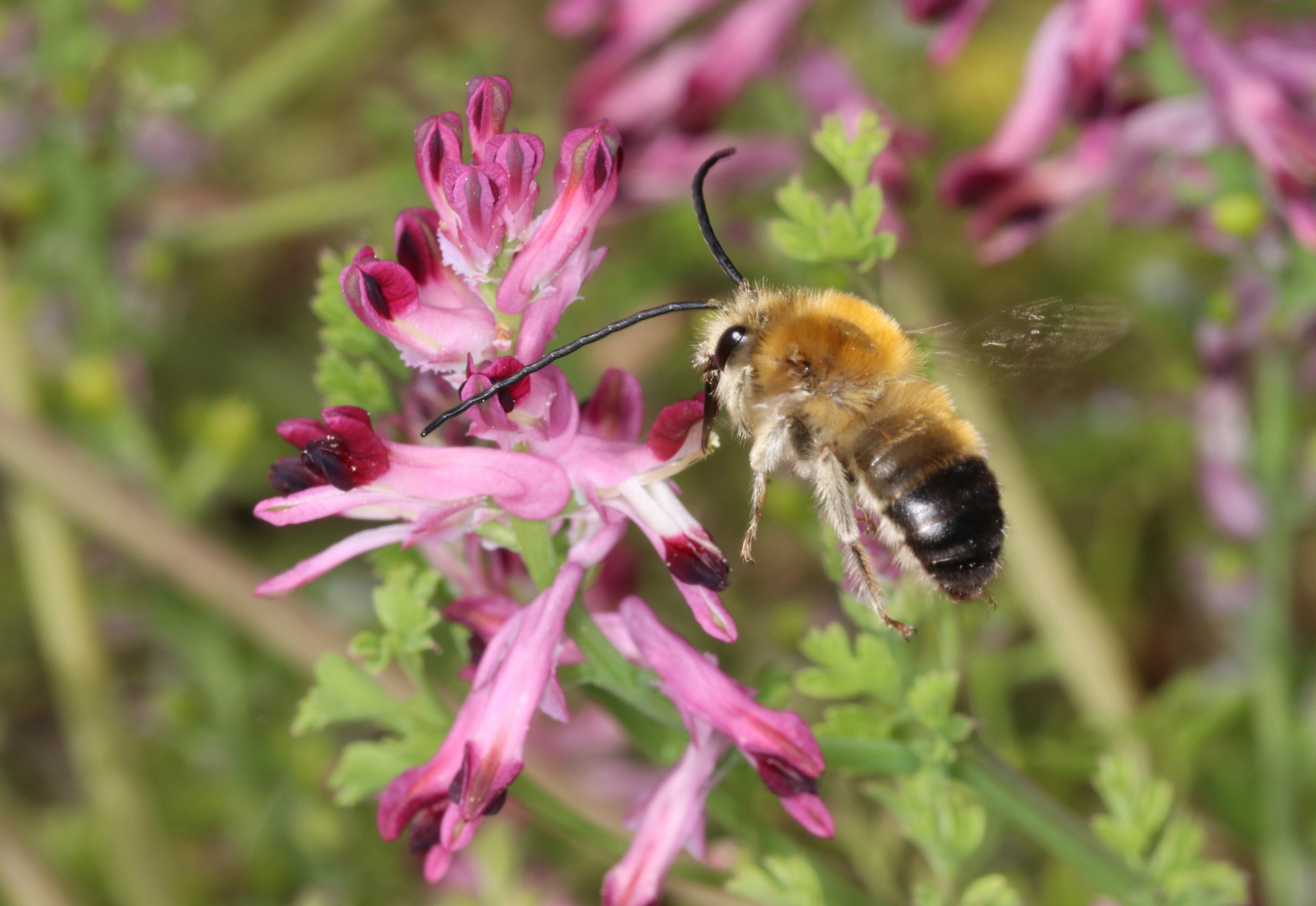 Eucera observée dans les vignes du Château Le Coteau