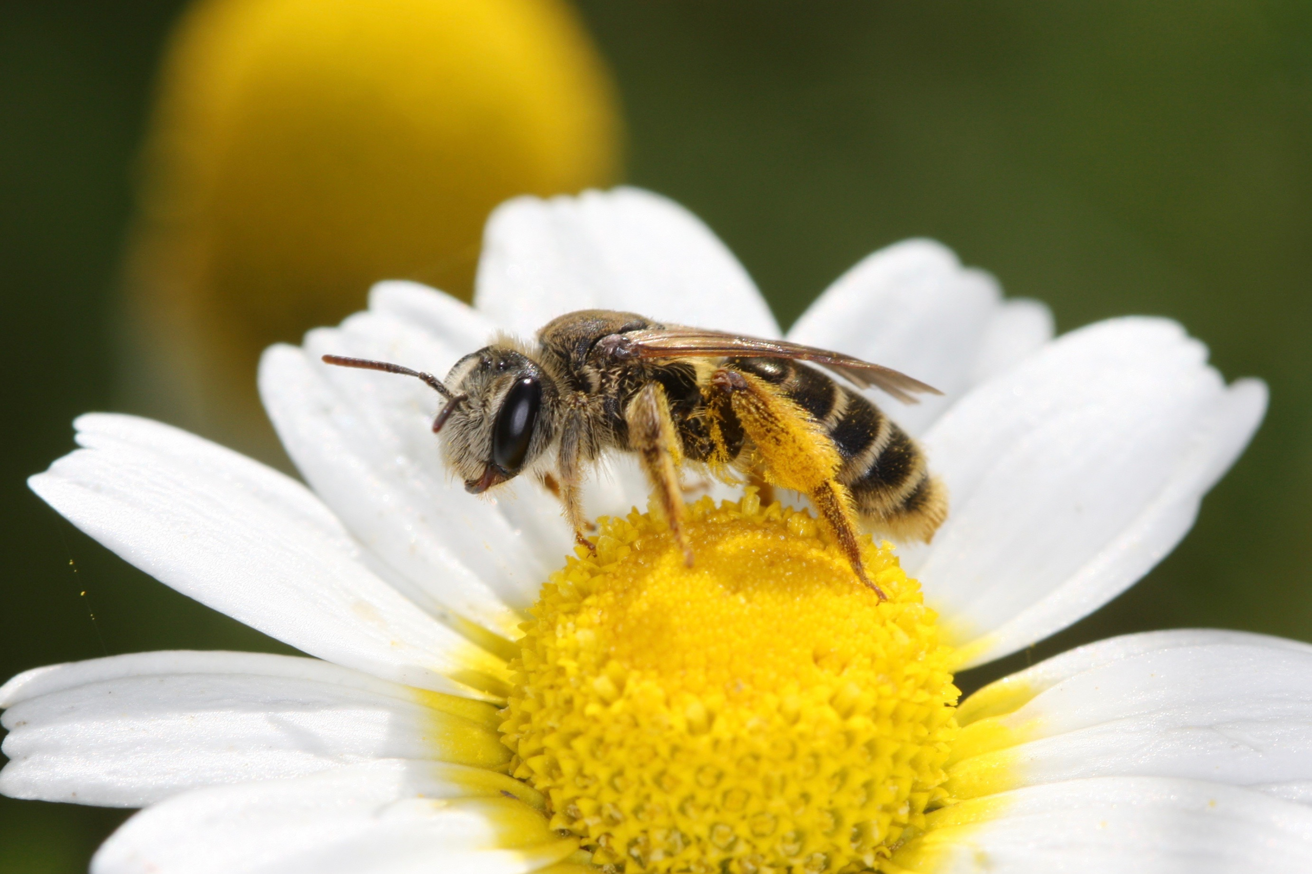 Andrena observée dans les vignes du Château Le Coteau