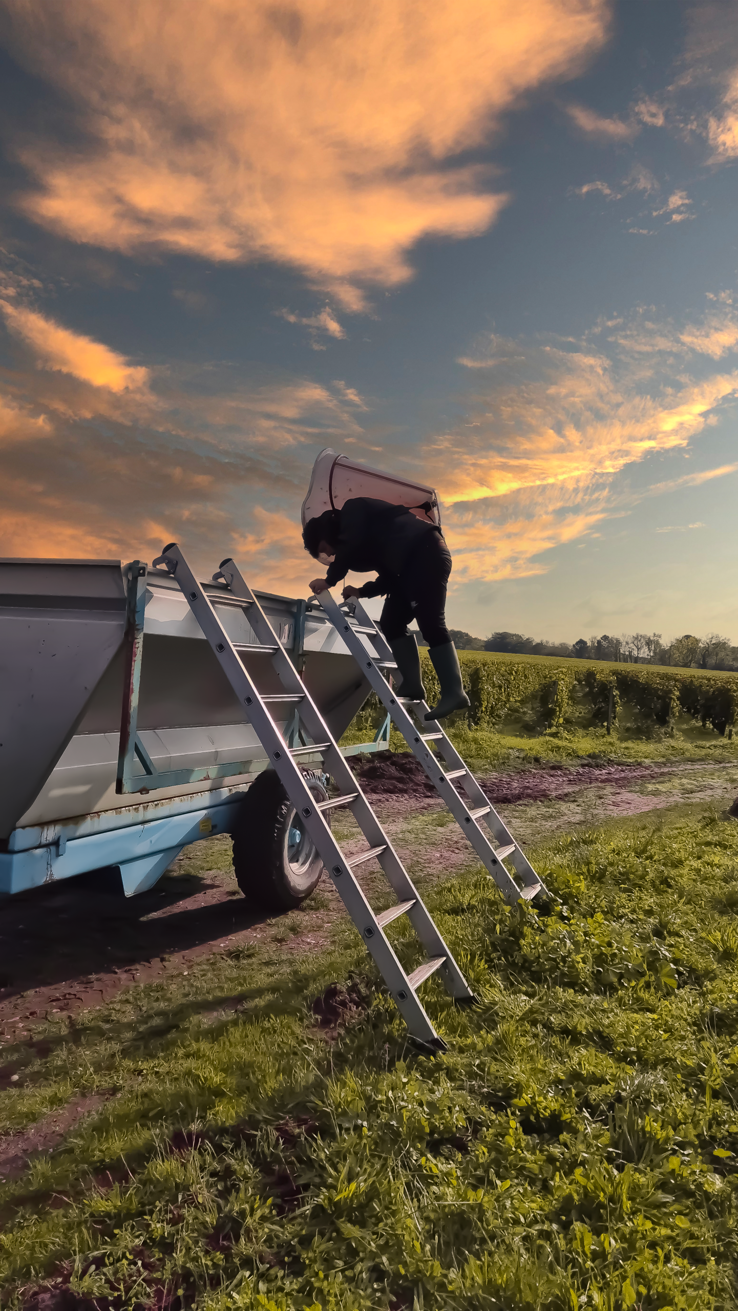 Vendanges manuelles au Château Le Coteau