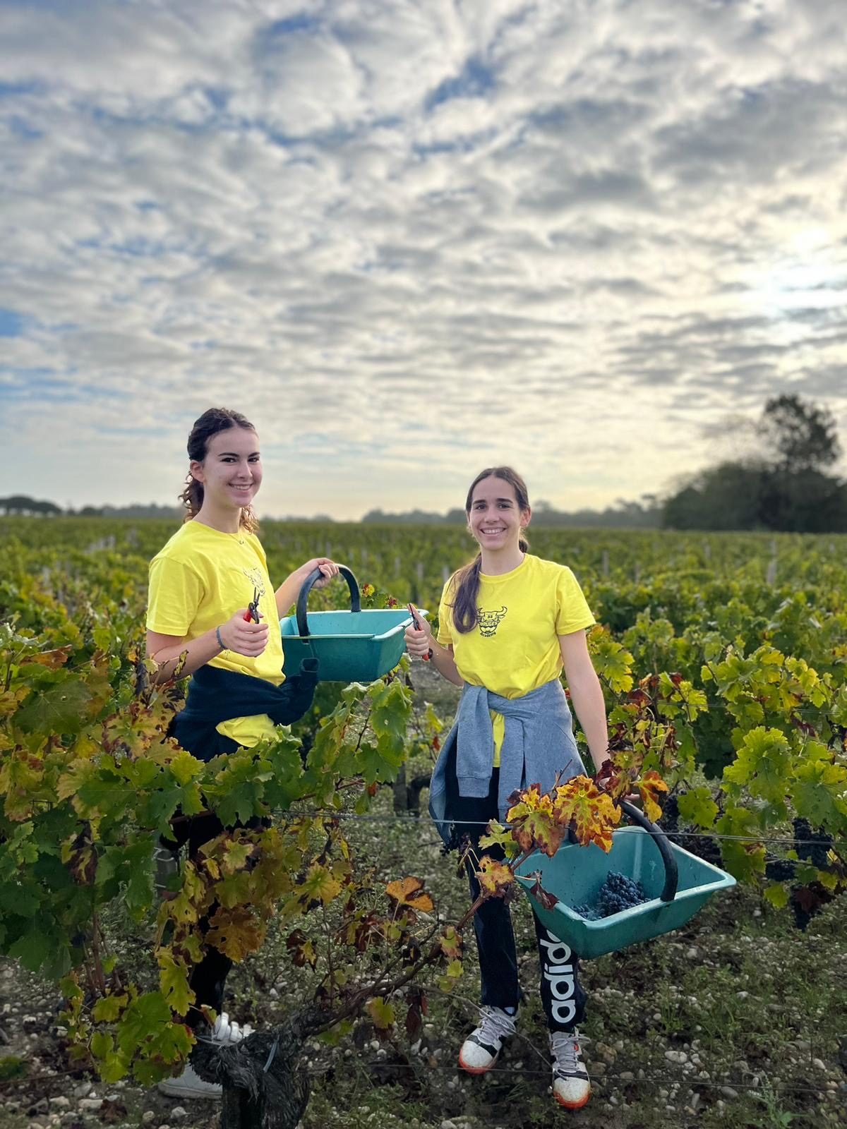 Pauline pendant les vendanges au Château Le Coteau