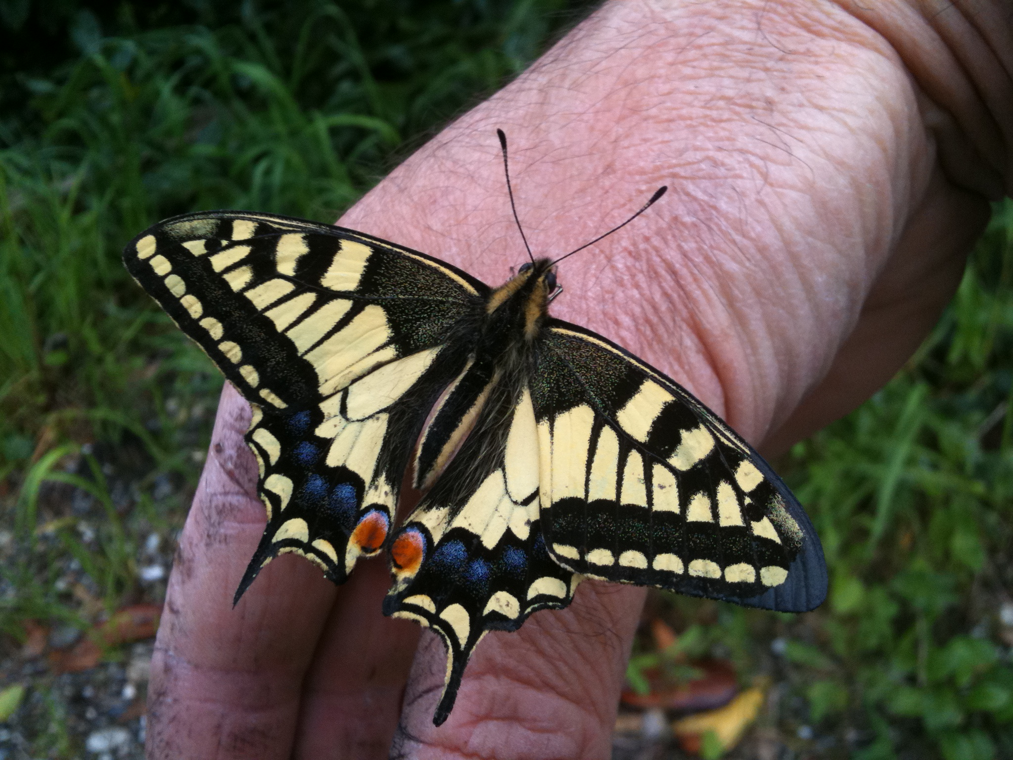 Papillon posé sur la main d'Éric