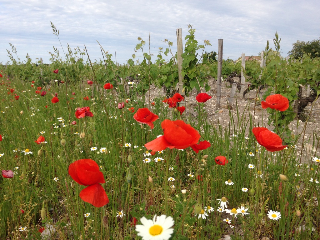 Coquelicots dans les vignes du Château Le Coteau